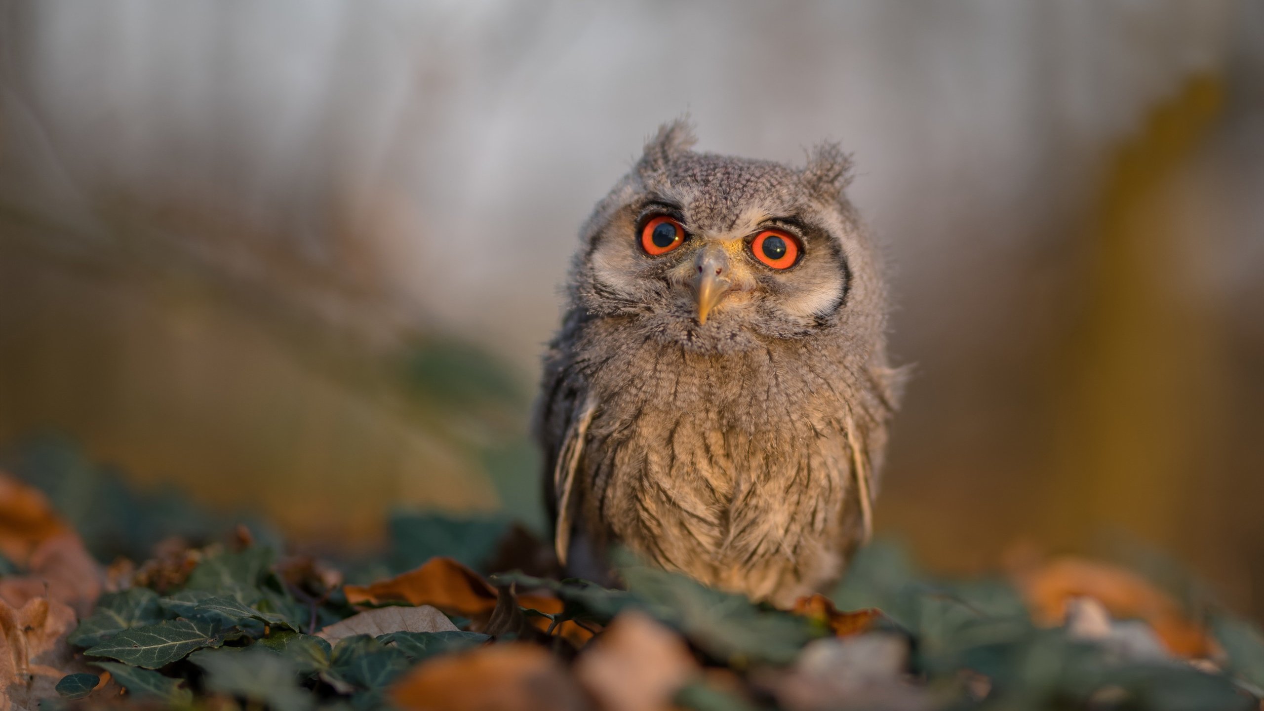 史上最远三分！库里在对阵雷霆的比赛中投出65英尺的奇迹三分球！